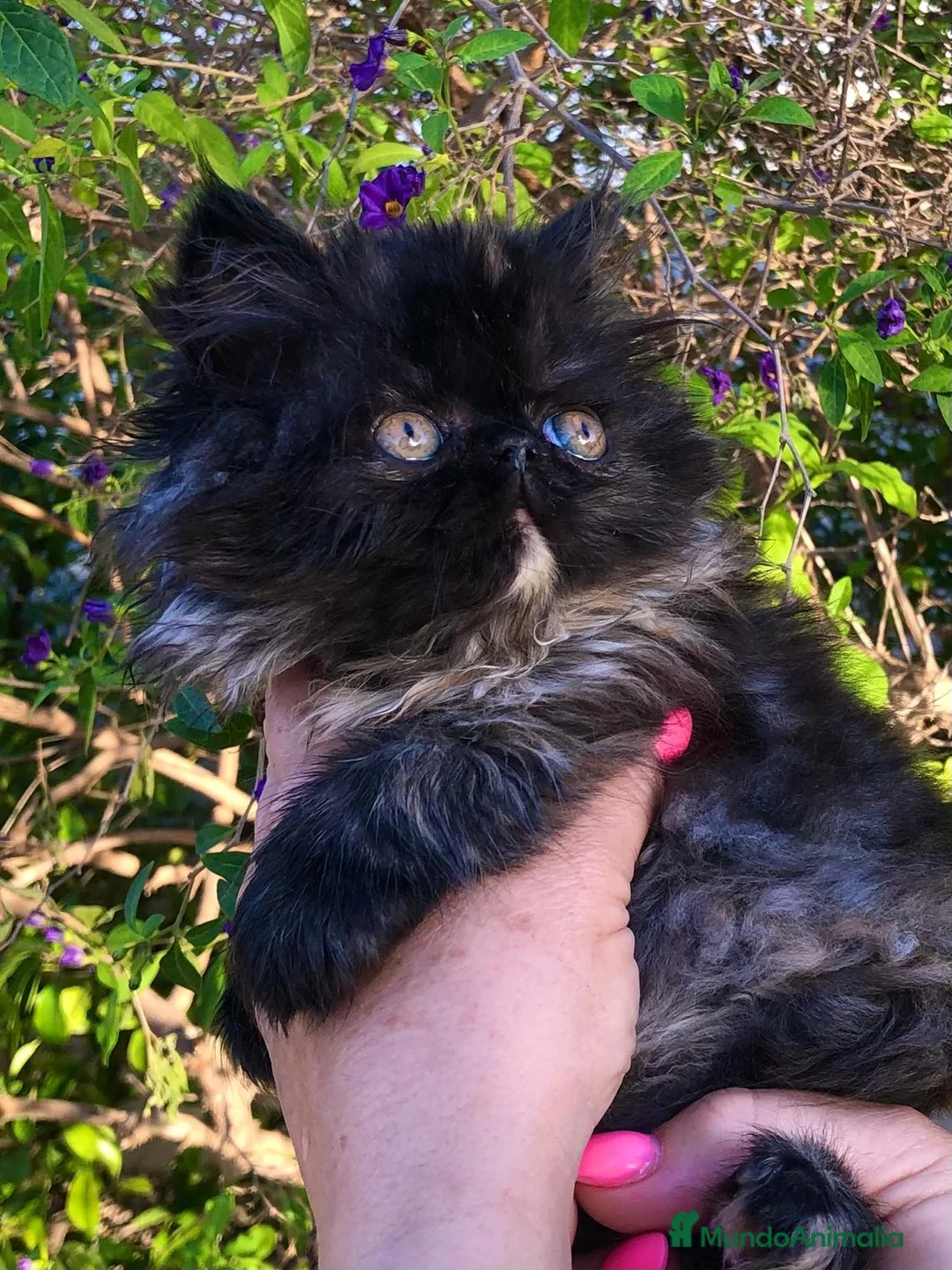 Persa gatos en venta: Gata persa  - Anuncio 1