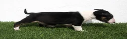 Bull Terrier perros en venta: Bull Terrier  - Anuncio 16