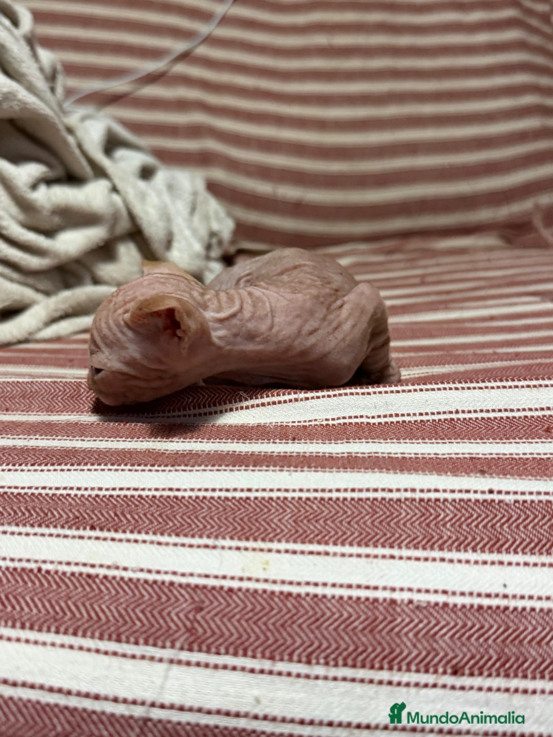 Sphynx gatos en venta: Preciosa cameda de ephynx - Anuncio 10