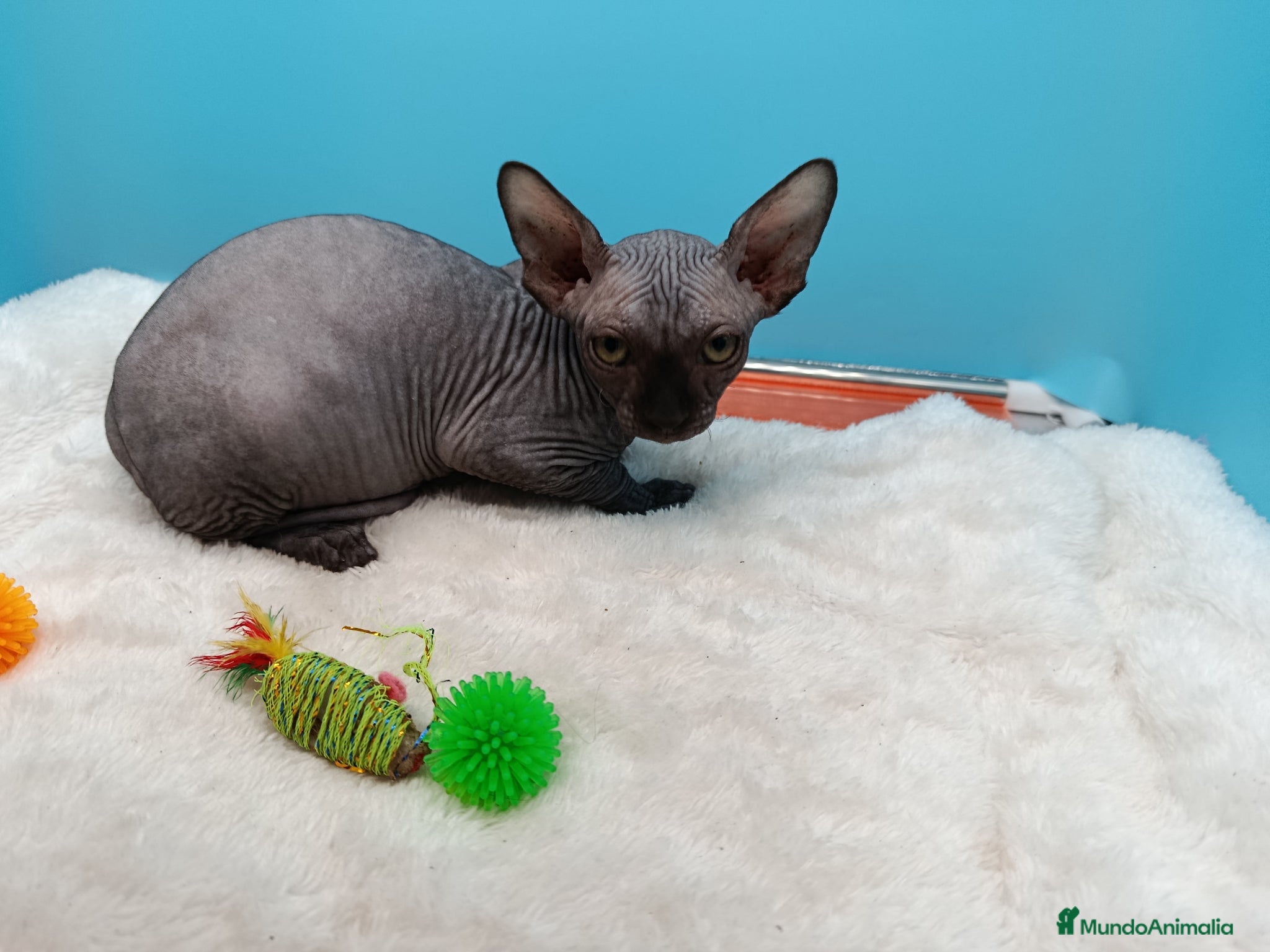 Sphynx gatos en venta: Preciosa gatitos egipcios  - Anuncio 4