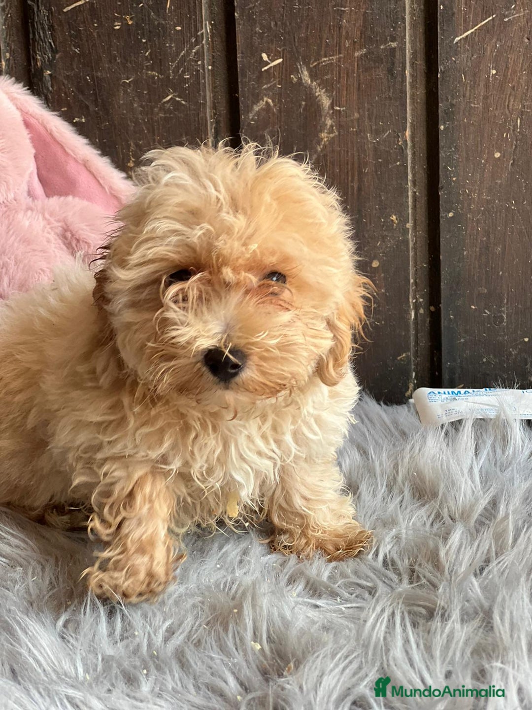 Maltipoo perros en venta: Maltipoo - Imagen 4