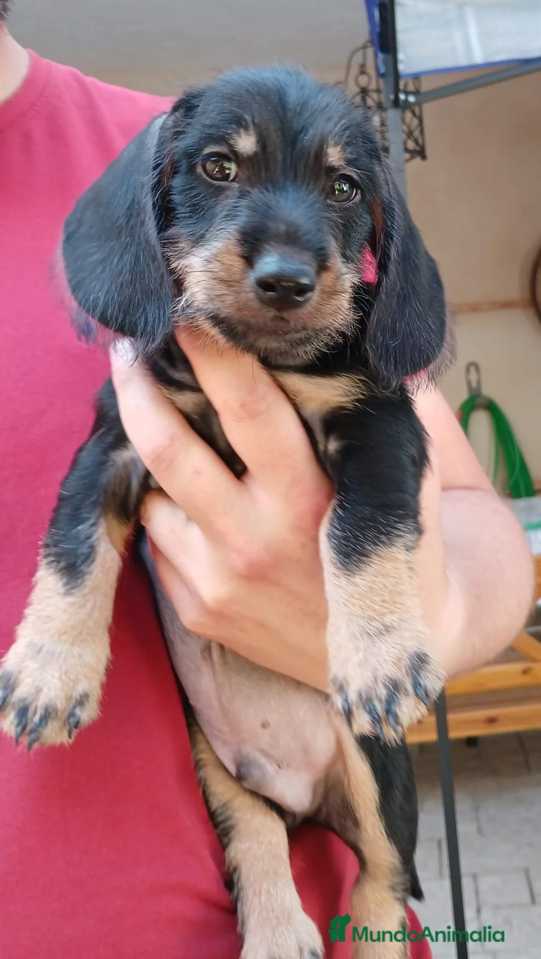 Teckel perros en venta: Teckel standar  - Anuncio 1
