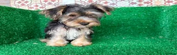 Yorkshire Terrier perros en venta: yorkshire terrier - Anuncio 10
