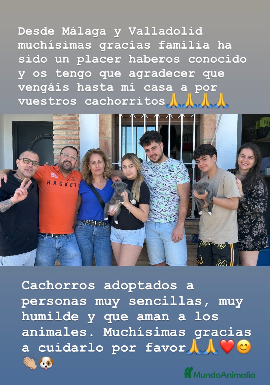 Chihuahua perros en venta: Chihuahuas mis nuevos pequeños - Imagen 3