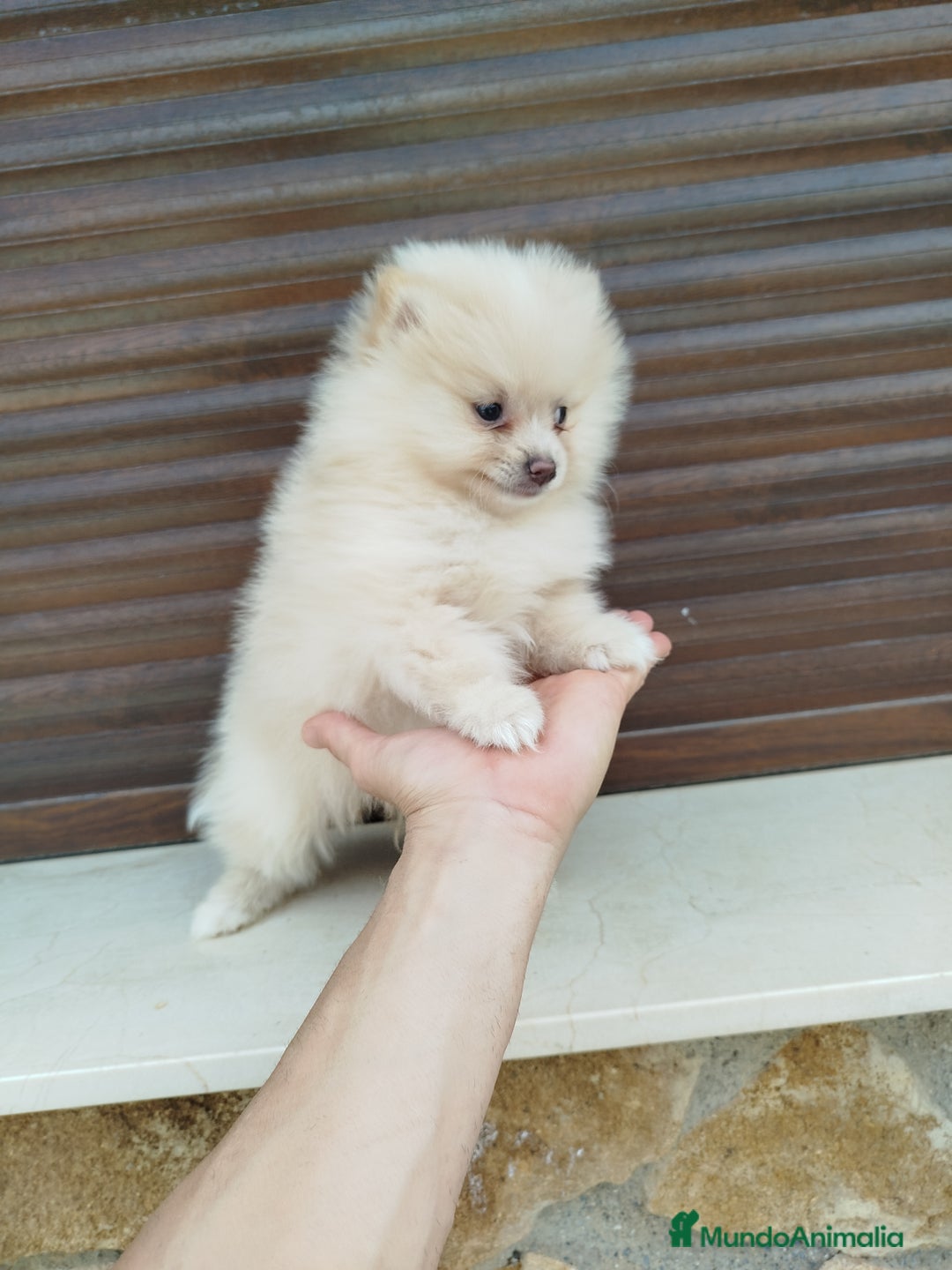 Pomerania perros en venta: Pomerania  - Imagen 2