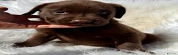 Labrador Retriever perros en venta: LABRADOR CHOCOLATE DISPONIBLES - Anuncio 2