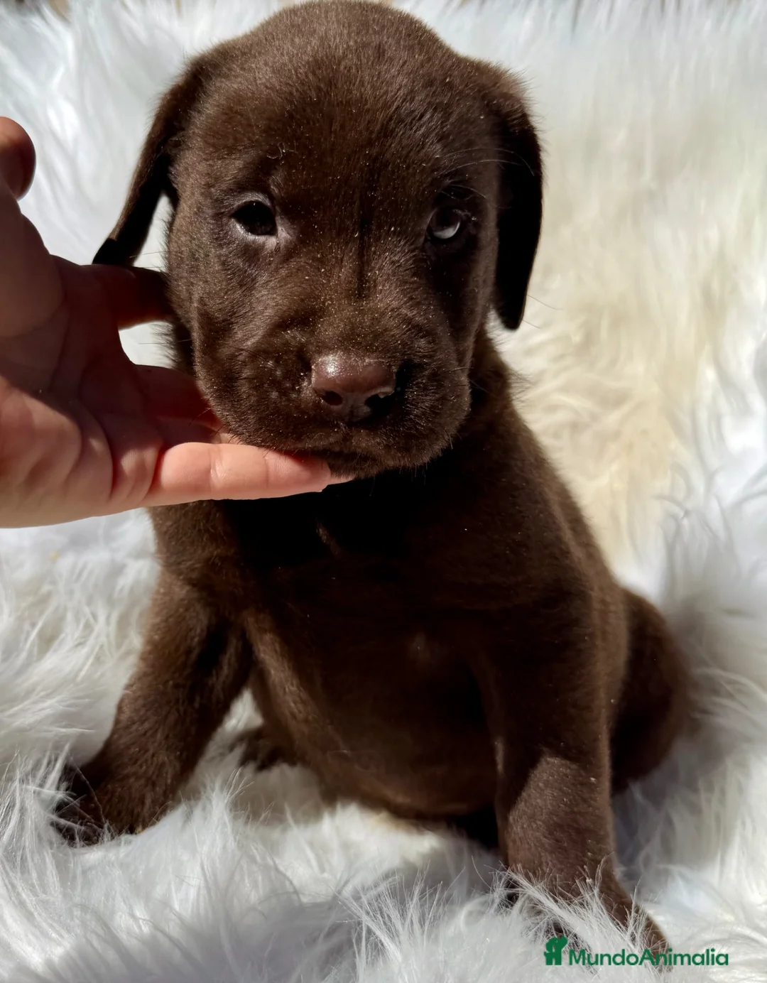 Labrador Retriever perros en venta: LABRADOR CHOCOLATE DISPONIBLES - Anuncio 2