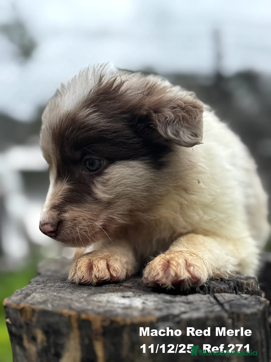 Border Collie perros en venta: BORDER COLLIE - Anuncio 6