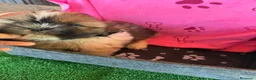 Shih Tzu perros en venta: Shihtzu hembras tricolor - Anuncio 6