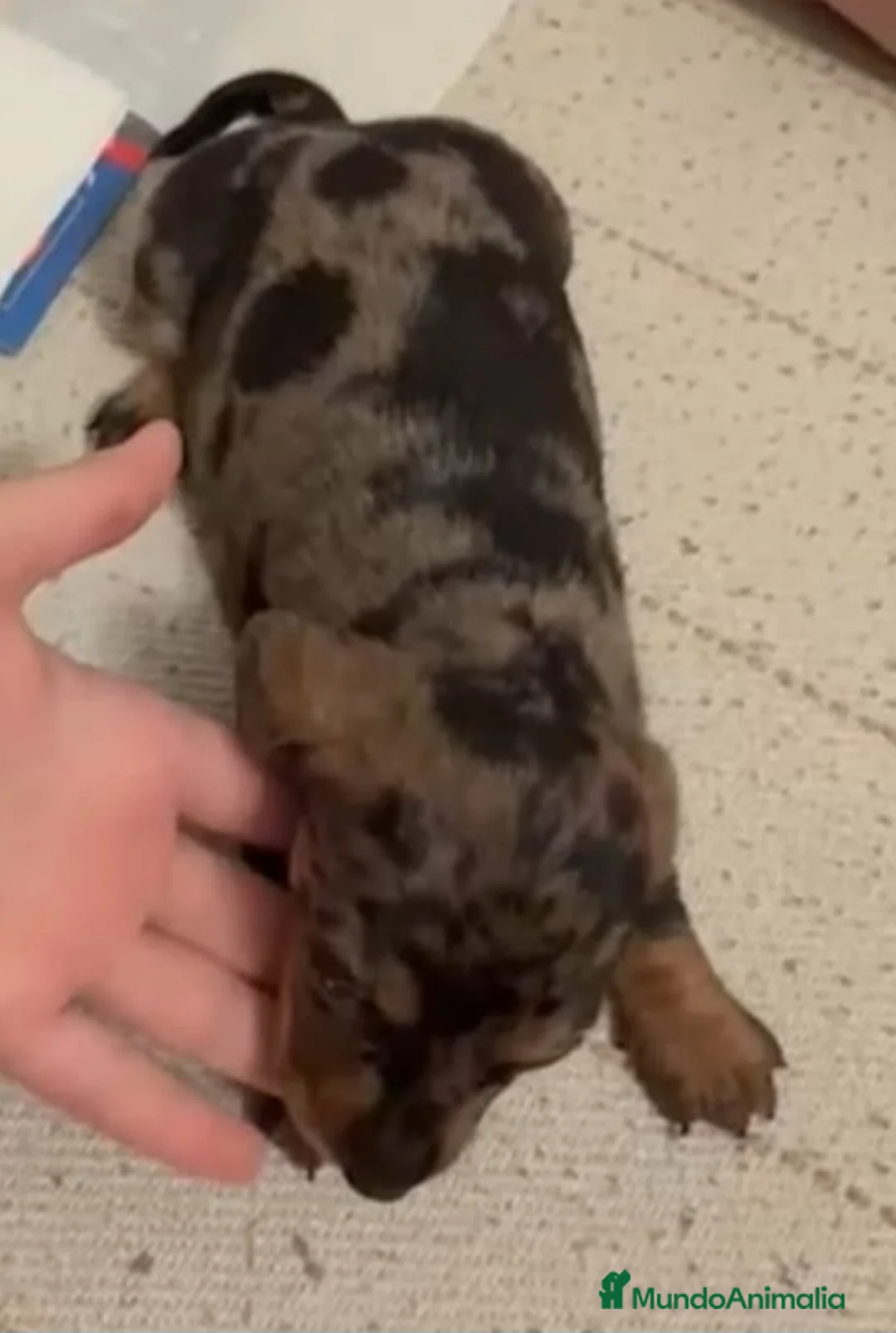 Teckel perros en venta: Teckel Mini Hembra Arlequin Plata - Anuncio 2