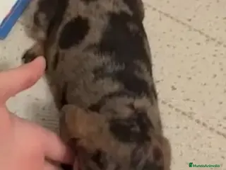 Teckel perros Teckel Mini Hembra Arlequin Plata - Anuncio 1