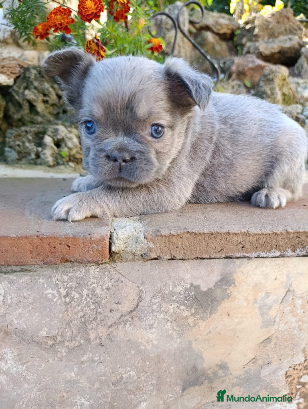 Bulldog Francés perros en venta: Bulldog Francés Fluffy - Anuncio 2