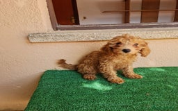 Caniche Enano perros en venta: Caniche enano - Imagen 1