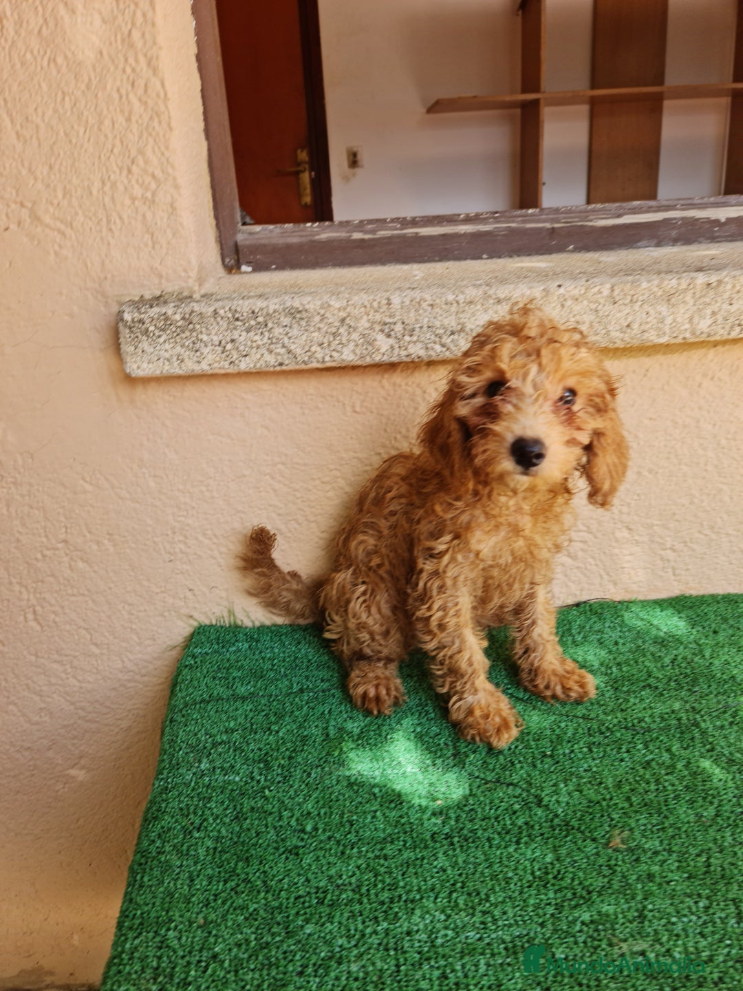 Caniche Enano perros en venta: Caniche enano - Imagen 1