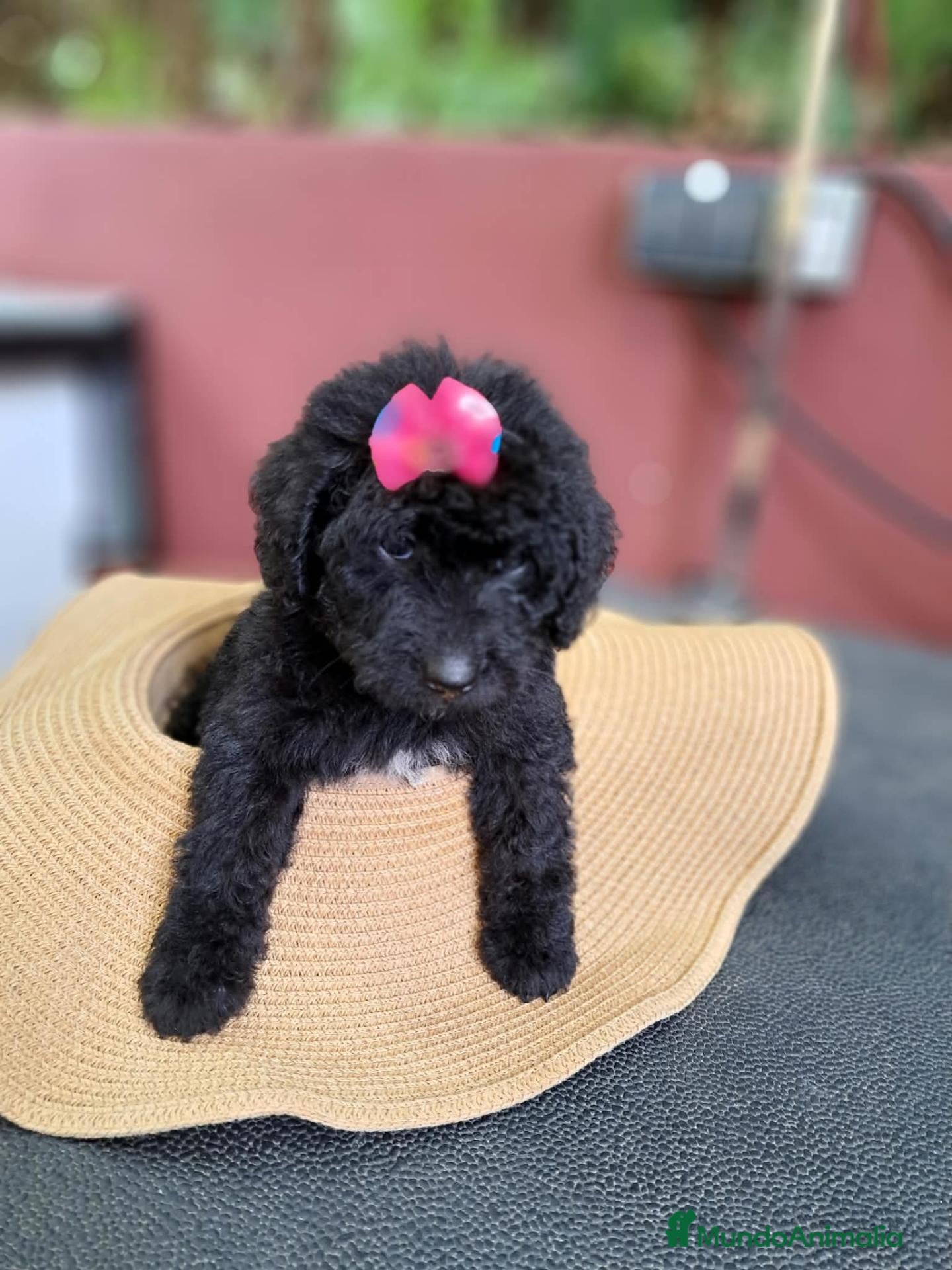 Labradoodle perros Labradoodle F3 B - Anuncio 1