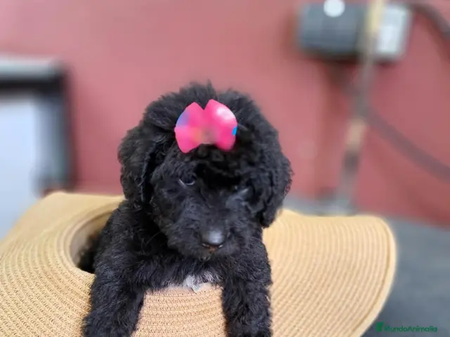 Labradoodle perros Labradoodle F3 B - Anuncio 1