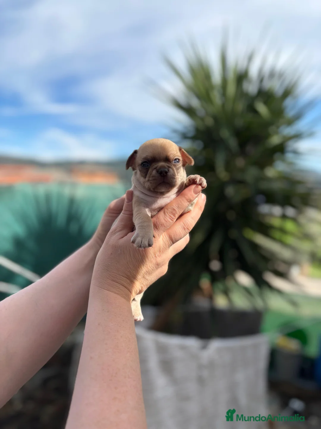 Chihuahua perros en venta: Machitos línea rusa chocolate y Isabella  - Anuncio 1