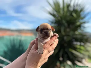 Chihuahua perros Machitos línea rusa chocolate y Isabella - Anuncio 1