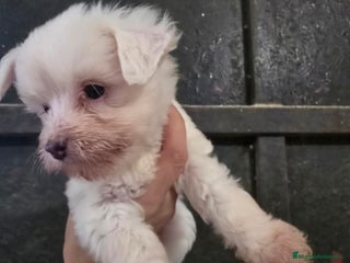 Perro Crestado Chino perros Cachorros Toys Crestados Chinos - Anuncio 3