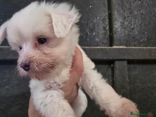 Perro Crestado Chino perros Cachorros Toys Crestados Chinos - Anuncio 1