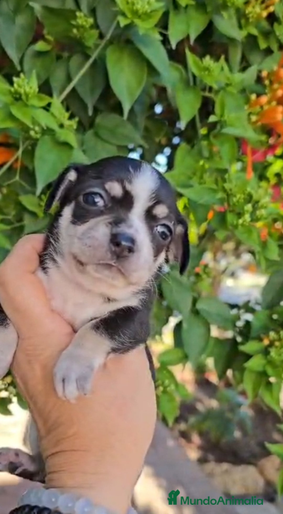 Chihuahua perros en venta: Chihuahua  - Anuncio 2