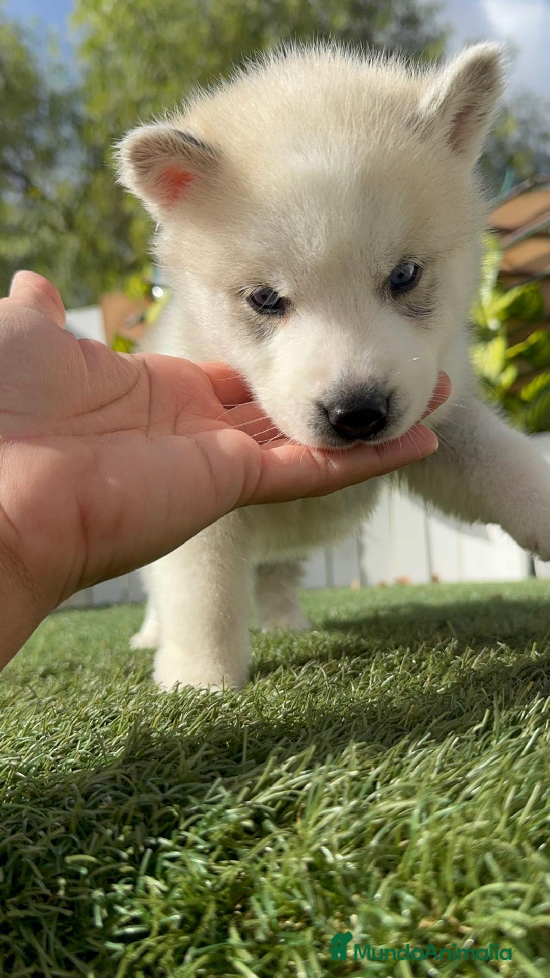 Husky Siberiano perros en venta: HUSKY SIBERIANO - Anuncio 18