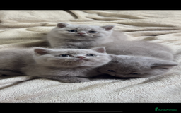 Británico de Pelo Corto gatos en venta: Cachorros british lilac - Imagen 3