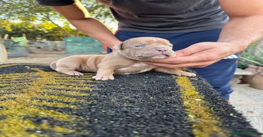 American Bully perros American bully pocket  - Anuncio 2