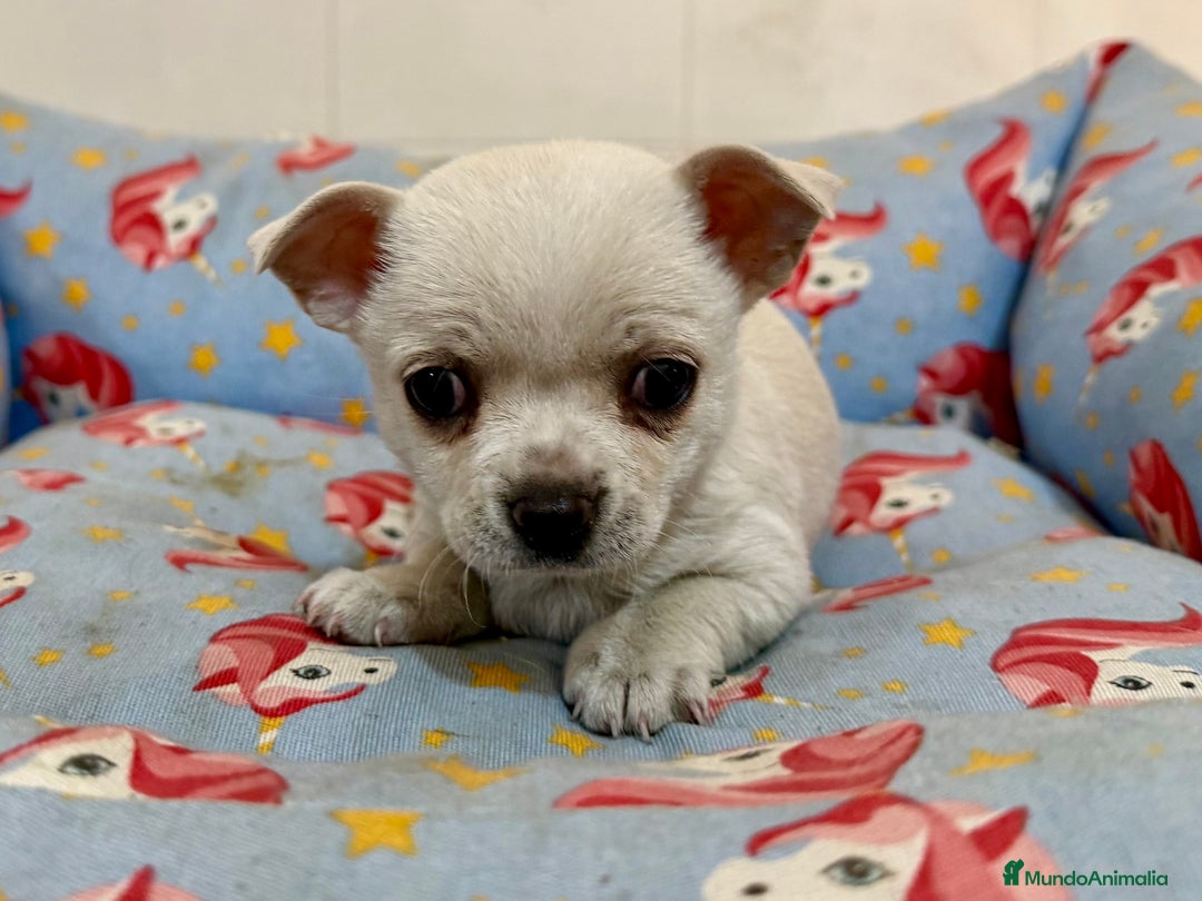 Chihuahua perros en venta: Cachorros chihuahuas color blanco y crema - Anuncio 4