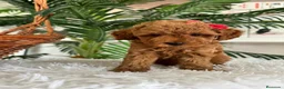 Caniche Toy perros en venta: CANICHE TOY - Anuncio 4