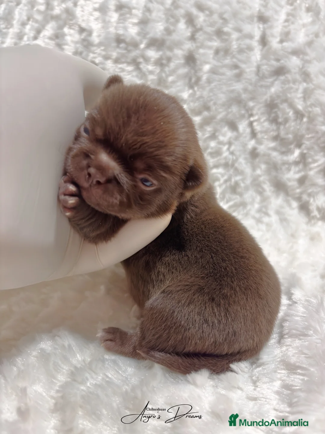 Chihuahua perros en venta: Chihuhua - Anuncio 1