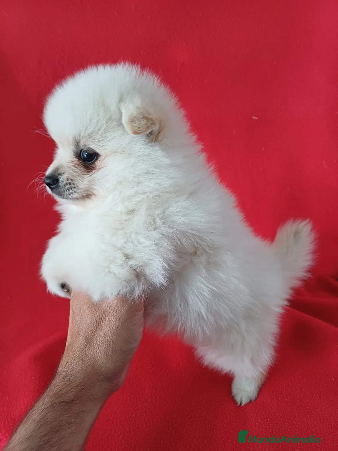 Pomerania perros en venta: Pomerania Mini  - Anuncio 2