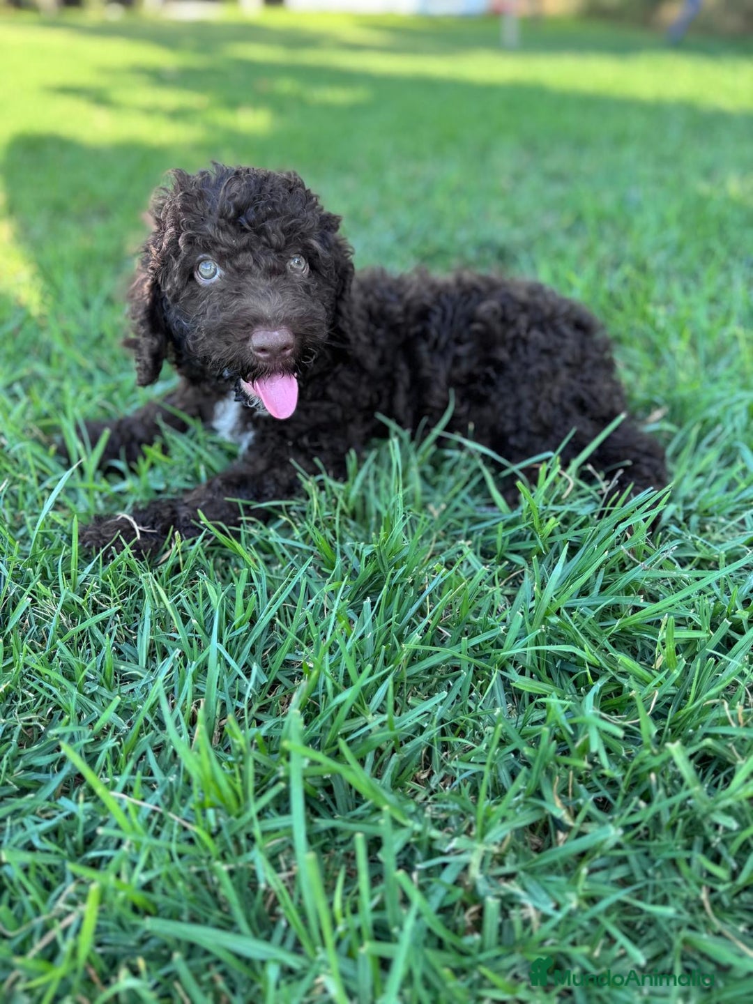 Perro de Agua Español perros en venta: PERRO DE AGUA ESPAÑOL - Imagen 10