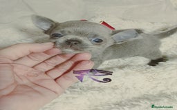 Chihuahua perros en venta: Chihuahua pelo largo y pelo corto  - Imagen 3