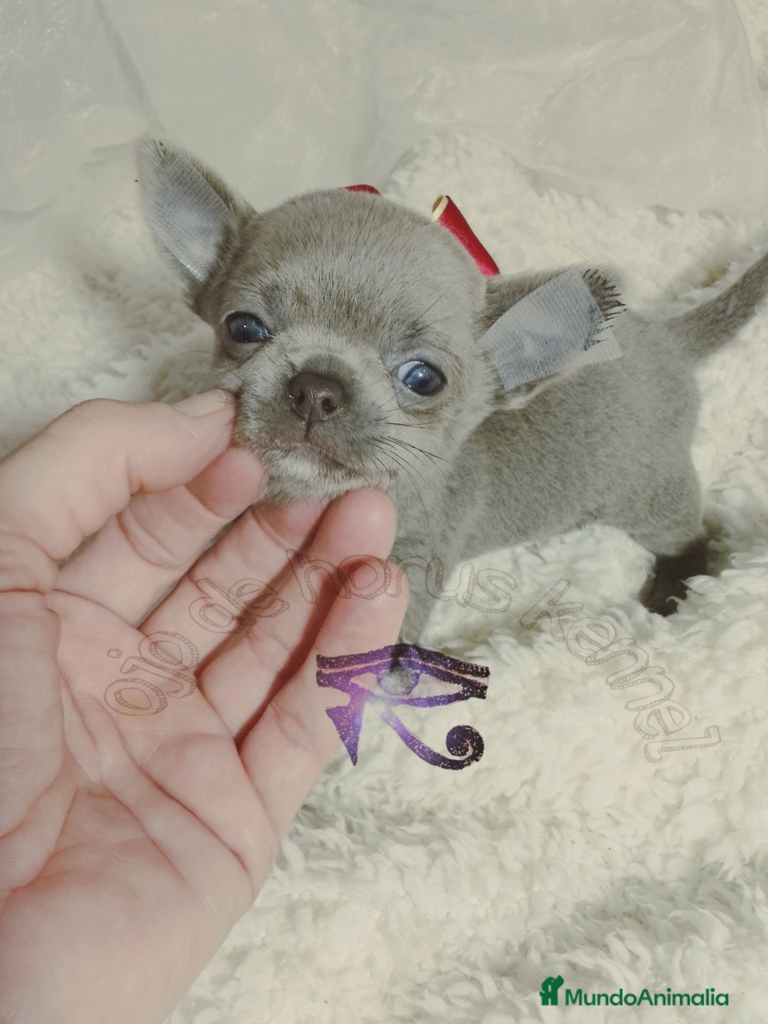 Chihuahua perros en venta: Chihuahua pelo largo y pelo corto  - Imagen 3