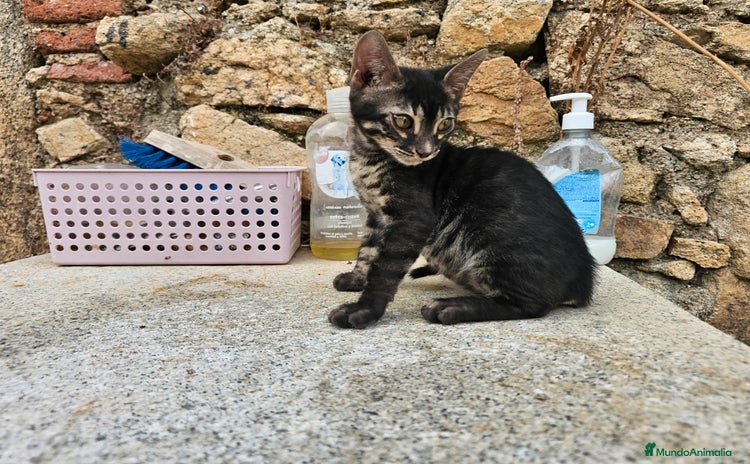 Bengalí gatos en Cáceres - Propaganda 11
