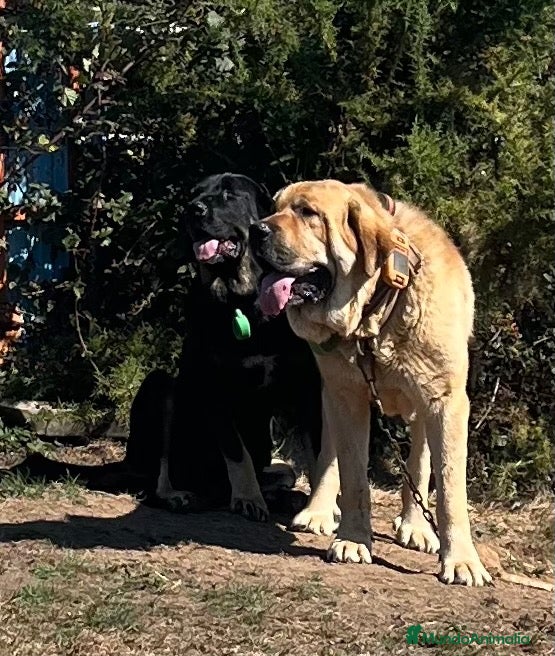 Mastín Español perros Camada de Mastin Español - Anuncio 1