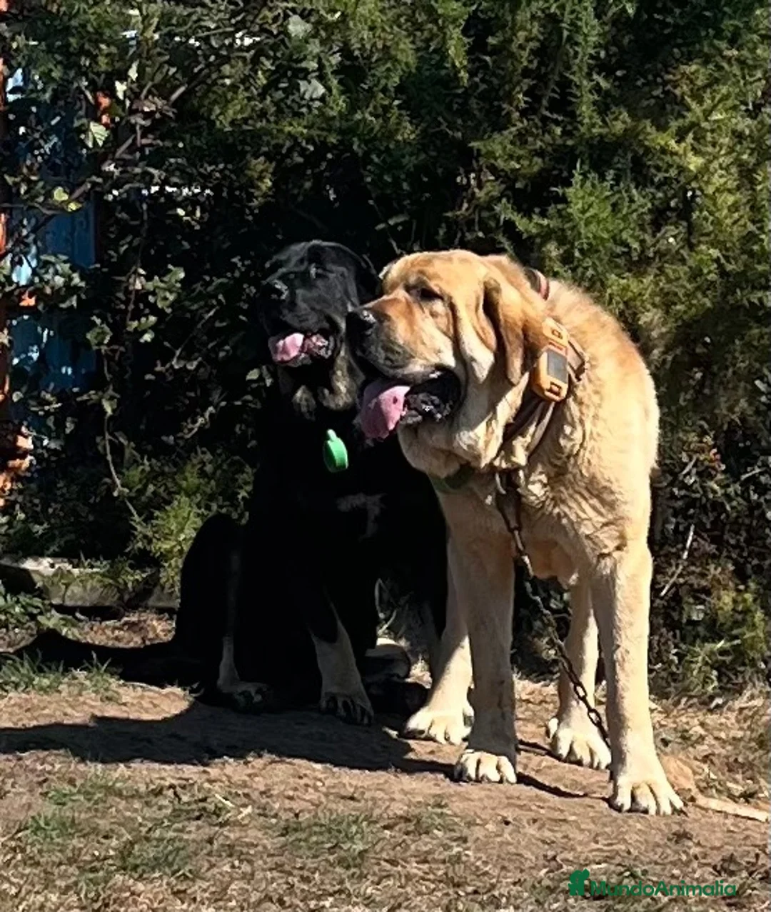 Mastín Español perros en venta: Camada de Mastin Español en Lugo - Anuncio 1