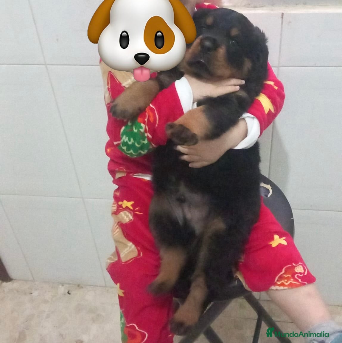 Rottweiler perros Disponible rotweiller  - Anuncio 2