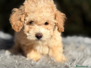 Caniche Toy perros Caniche Toy Apricot - Anuncio 1