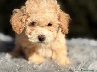 Caniche Toy perros Caniche Toy Apricot - Anuncio 18