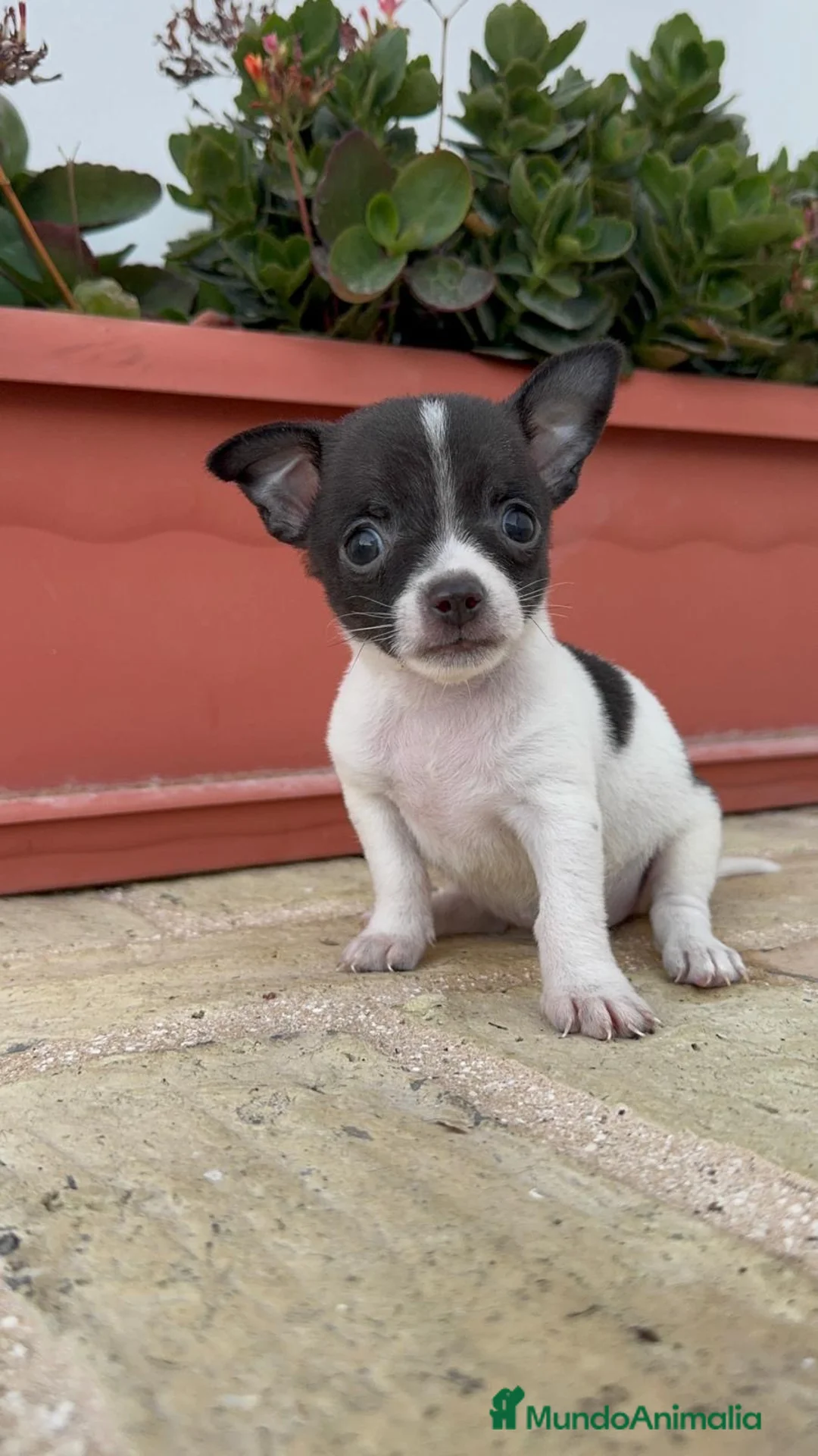 Chihuahua perros en venta: CHIHUAHUA - MACHO - Anuncio 2