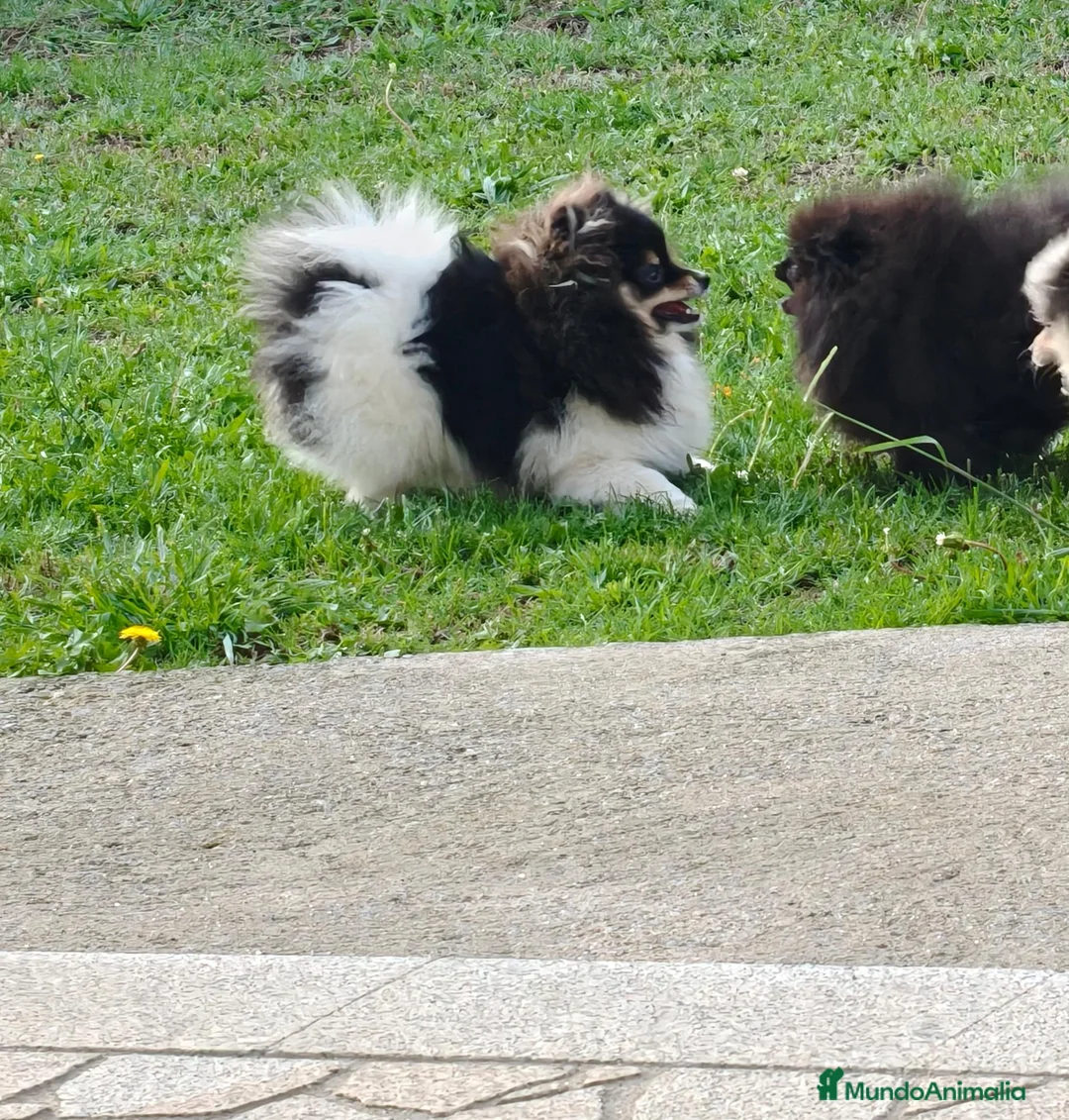 Pomerania perros en venta: Pomerania toy - Anuncio 10