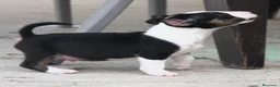 Bull Terrier perros en venta: Bull Terrier  - Anuncio 30