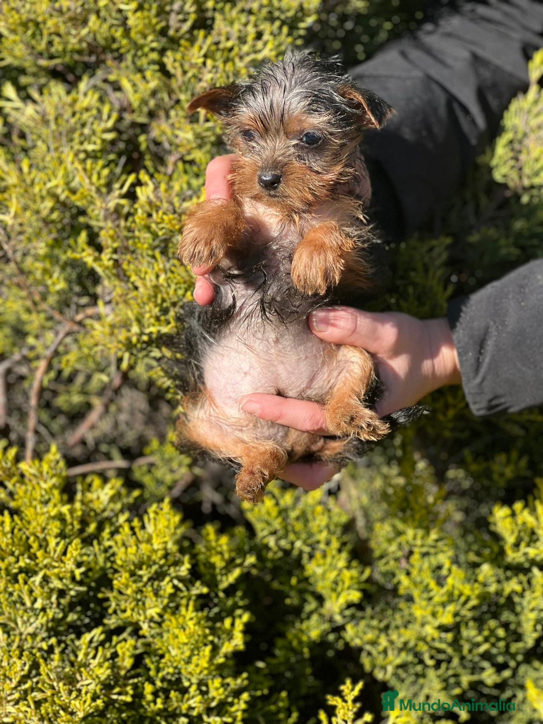 Yorkshire Terrier perros en venta: Yorkshire hembra micro  en Barcelona - Imagen 3