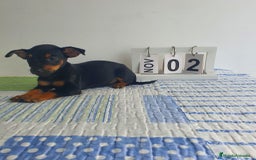 Pinscher Miniatura perros en venta: Pinscher mini - Imagen 5