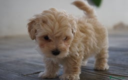 Maltipoo perros en venta: 🐾 Snow, Manolo, Jacinto y Paco Maltipoo 🐾 - Imagen 5