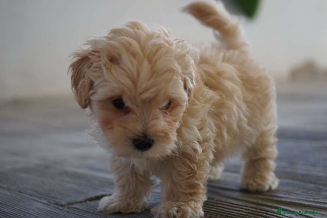 Maltipoo perros en venta: 🐾 Snow, Manolo, Jacinto y Paco Maltipoo 🐾 - Imagen 5