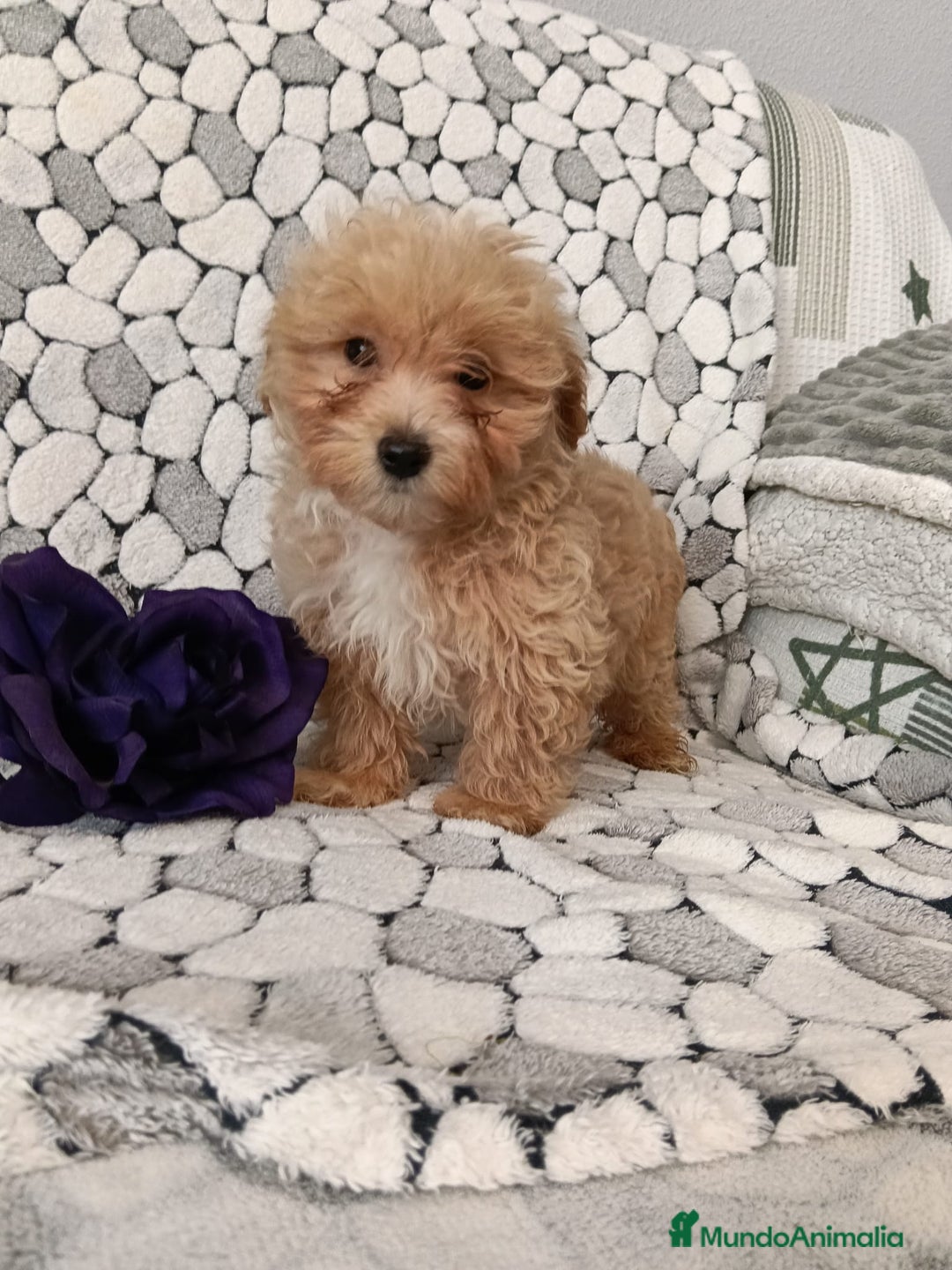 Maltipom perros en venta: Maltipoo toy  - Anuncio 4