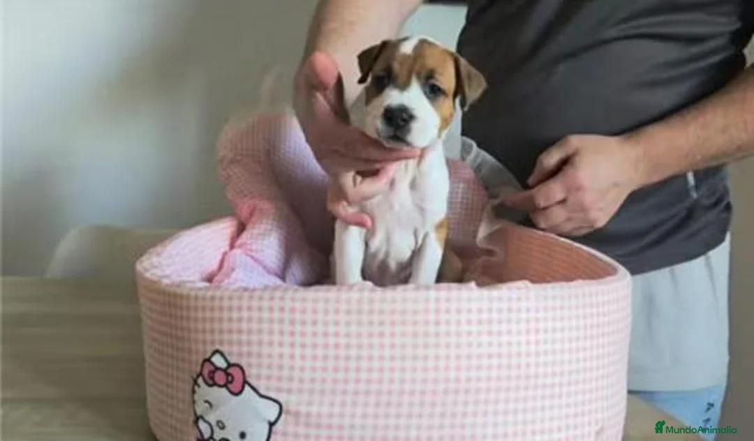 American Staffordshire-Terrier perros en venta: Cachorros American Staffordshire Terrier - Anuncio 1
